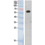 Western blot - HDAC1 Polyclonal Antibody from Signalway Antibody (41866) - Antibodies.com