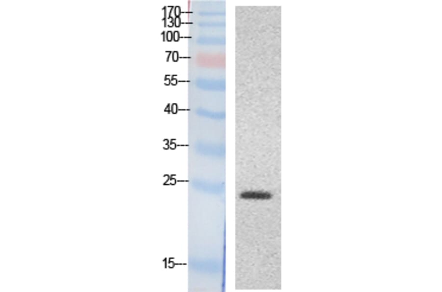Western blot - HMG-1 Polyclonal Antibody from Signalway Antibody (41867) - Antibodies.com