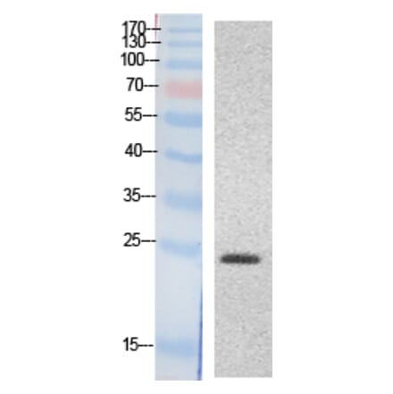 Western blot - HMG-1 Polyclonal Antibody from Signalway Antibody (41867) - Antibodies.com