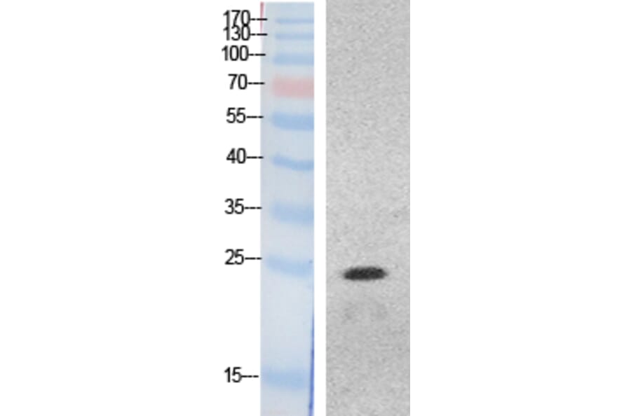 Western blot - HMG-1 Polyclonal Antibody from Signalway Antibody (41873) - Antibodies.com