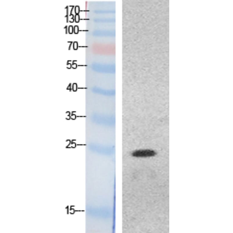 Western blot - HMG-1 Polyclonal Antibody from Signalway Antibody (41873) - Antibodies.com