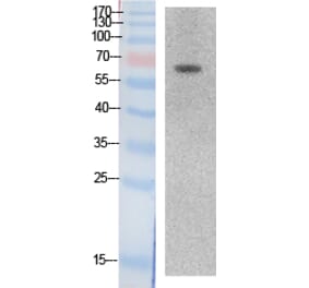 Western blot - Ku-70 Polyclonal Antibody from Signalway Antibody (41874) - Antibodies.com