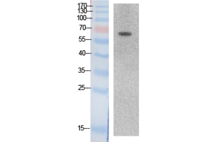 Western blot - Ku-70 Polyclonal Antibody from Signalway Antibody (41874) - Antibodies.com