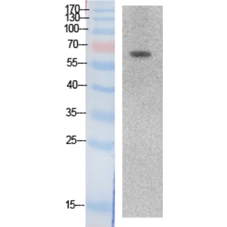 Western blot - Ku-70 Polyclonal Antibody from Signalway Antibody (41874) - Antibodies.com