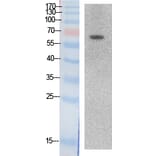 Western blot - Ku-70 Polyclonal Antibody from Signalway Antibody (41874) - Antibodies.com