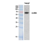 Western blot - CD85c Polyclonal Antibody from Signalway Antibody (41880) - Antibodies.com