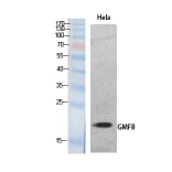 Western blot - GMF-β Polyclonal Antibody from Signalway Antibody (41883) - Antibodies.com