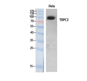 Western blot - TRPC3 Polyclonal Antibody from Signalway Antibody (41890) - Antibodies.com