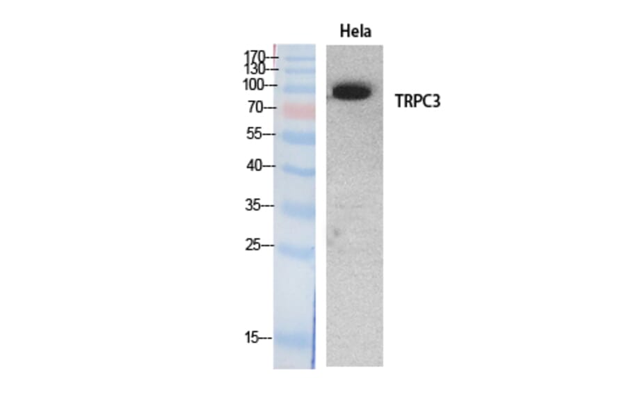 Western blot - TRPC3 Polyclonal Antibody from Signalway Antibody (41890) - Antibodies.com