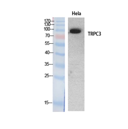 Western blot - TRPC3 Polyclonal Antibody from Signalway Antibody (41890) - Antibodies.com