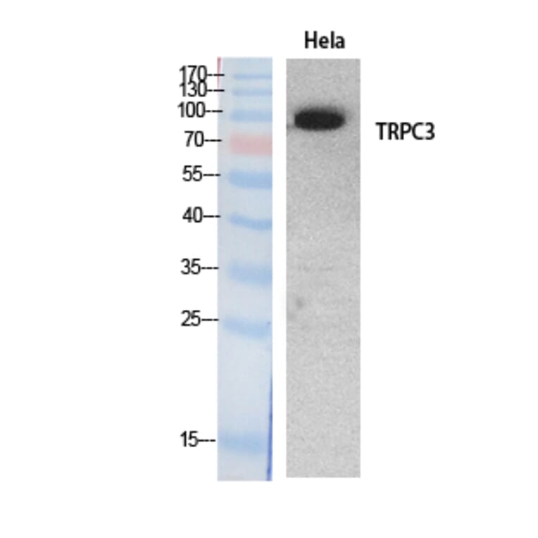 Western blot - TRPC3 Polyclonal Antibody from Signalway Antibody (41890) - Antibodies.com