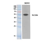 Western blot - Glut4 Polyclonal Antibody from Signalway Antibody (41893) - Antibodies.com