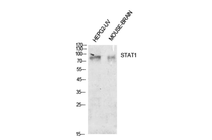 Western blot - Stat1 Polyclonal Antibody from Signalway Antibody (41906) - Antibodies.com