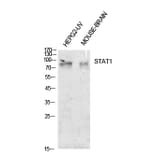 Western blot - Stat1 Polyclonal Antibody from Signalway Antibody (41906) - Antibodies.com