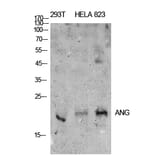 Western blot - ANG I Polyclonal Antibody from Signalway Antibody (41909) - Antibodies.com