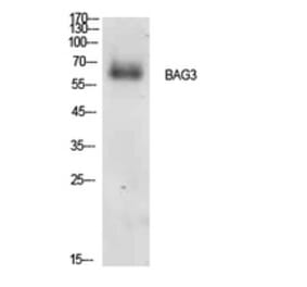 Western blot - Bag-3 Polyclonal Antibody from Signalway Antibody (41910) - Antibodies.com