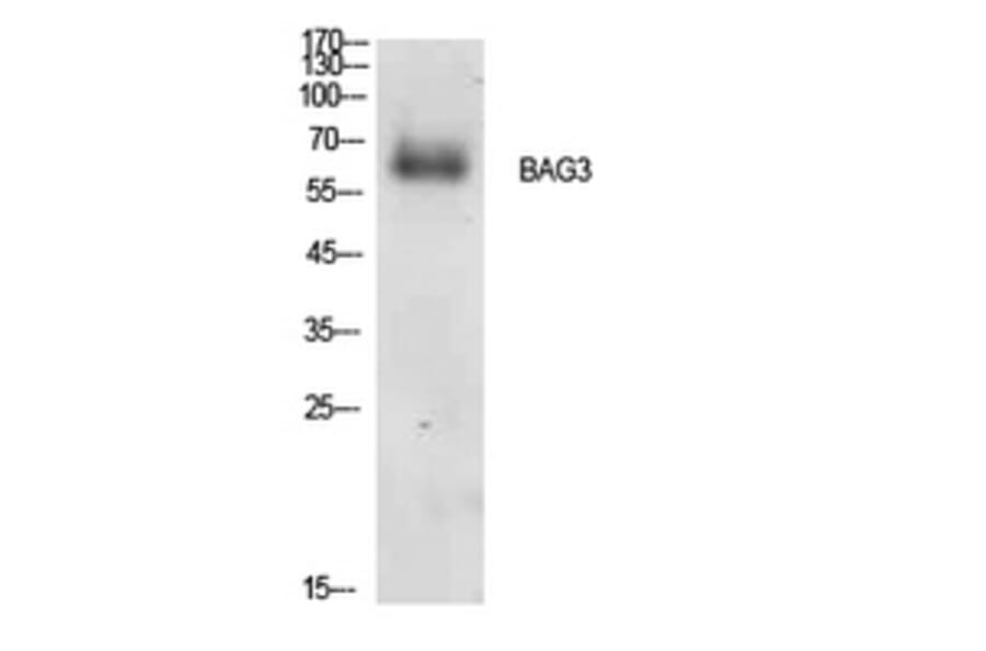 Western blot - Bag-3 Polyclonal Antibody from Signalway Antibody (41910) - Antibodies.com