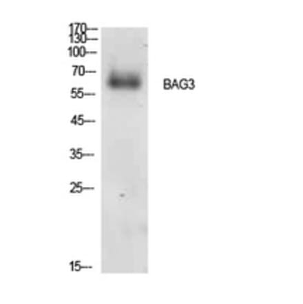 Western blot - Bag-3 Polyclonal Antibody from Signalway Antibody (41910) - Antibodies.com