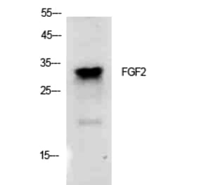 Western blot - FGF-2 Polyclonal Antibody from Signalway Antibody (41915) - Antibodies.com