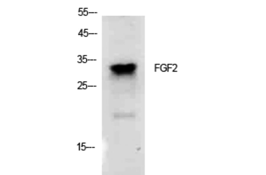 Western blot - FGF-2 Polyclonal Antibody from Signalway Antibody (41915) - Antibodies.com