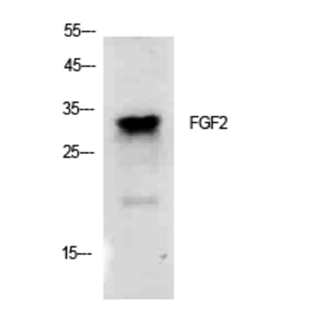 Western blot - FGF-2 Polyclonal Antibody from Signalway Antibody (41915) - Antibodies.com