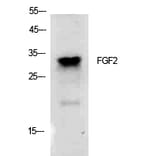Western blot - FGF-2 Polyclonal Antibody from Signalway Antibody (41915) - Antibodies.com