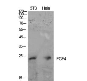 Western blot - FGF-4 Polyclonal Antibody from Signalway Antibody (41918) - Antibodies.com