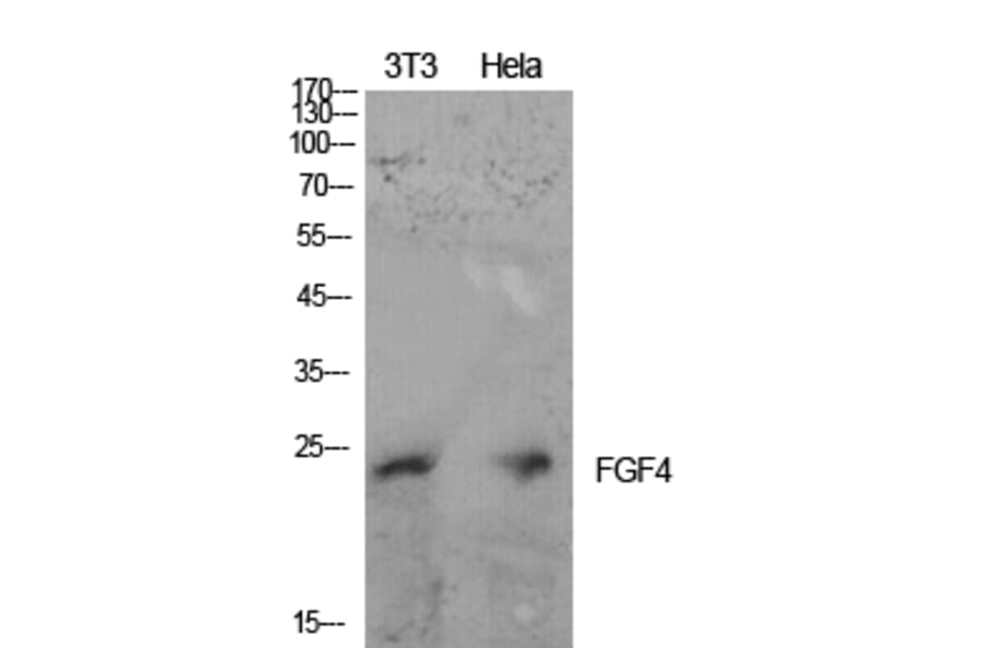 Western blot - FGF-4 Polyclonal Antibody from Signalway Antibody (41918) - Antibodies.com