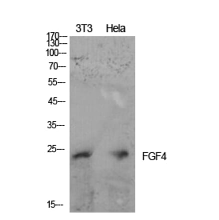 Western blot - FGF-4 Polyclonal Antibody from Signalway Antibody (41918) - Antibodies.com