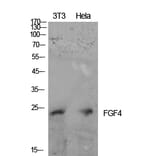 Western blot - FGF-4 Polyclonal Antibody from Signalway Antibody (41918) - Antibodies.com