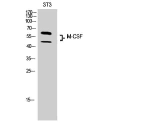 Western blot - M-CSF Polyclonal Antibody from Signalway Antibody (41919) - Antibodies.com