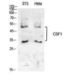 Western blot - M-CSF Polyclonal Antibody from Signalway Antibody (41919) - Antibodies.com