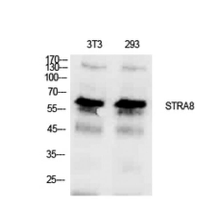 Western blot - Stra8 Polyclonal Antibody from Signalway Antibody (41923) - Antibodies.com