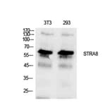 Western blot - Stra8 Polyclonal Antibody from Signalway Antibody (41923) - Antibodies.com