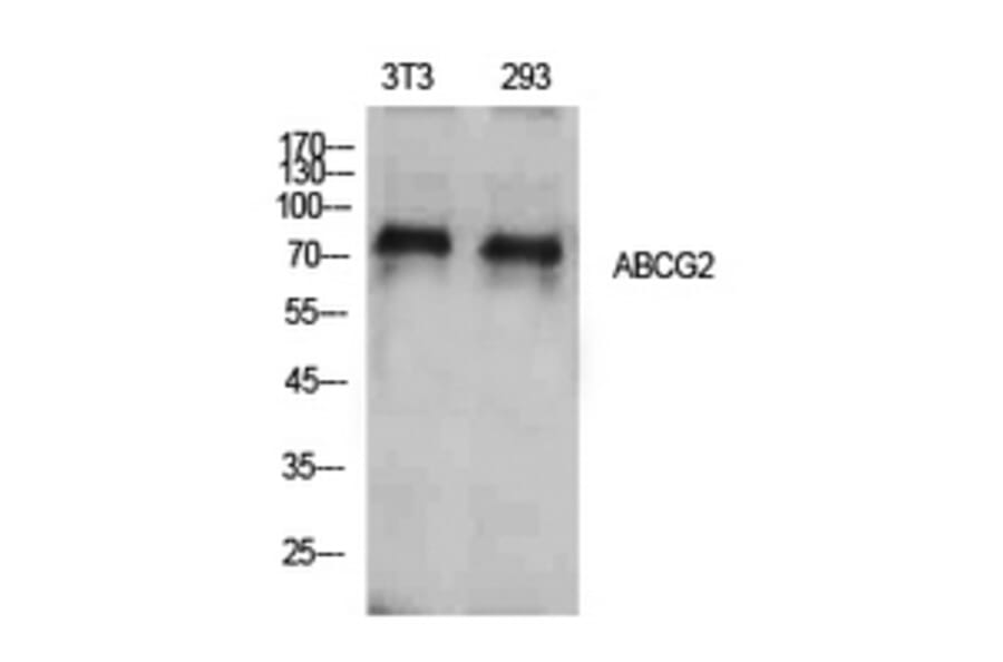 Western blot - ABCG2 Polyclonal Antibody from Signalway Antibody (41924) - Antibodies.com