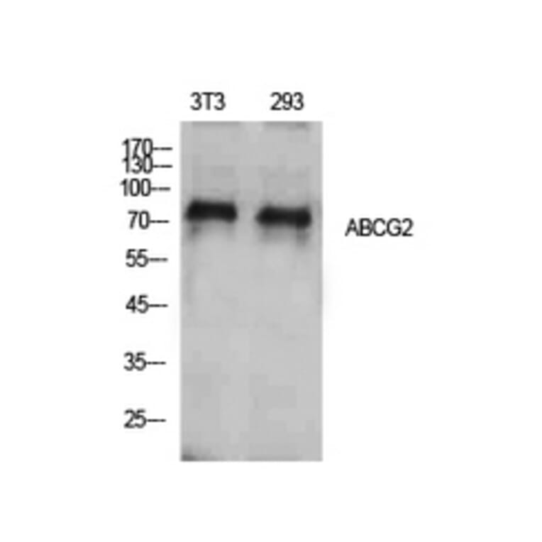 Western blot - ABCG2 Polyclonal Antibody from Signalway Antibody (41924) - Antibodies.com