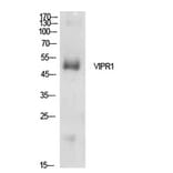 Western blot - VPAC1 Polyclonal Antibody from Signalway Antibody (41940) - Antibodies.com