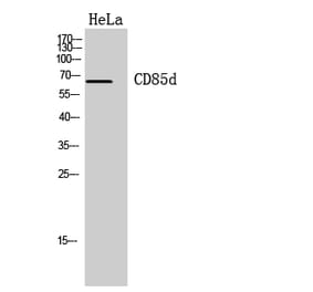 Western blot - CD85d Polyclonal Antibody from Signalway Antibody (41960) - Antibodies.com