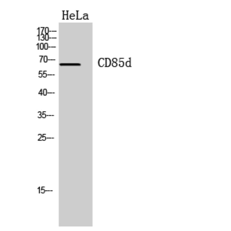 Western blot - CD85d Polyclonal Antibody from Signalway Antibody (41960) - Antibodies.com