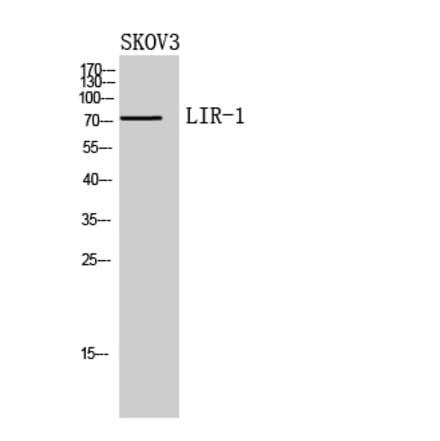 Western blot - LIR-1 Polyclonal Antibody from Signalway Antibody (41961) - Antibodies.com