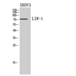 Western blot - LIR-1 Polyclonal Antibody from Signalway Antibody (41961) - Antibodies.com