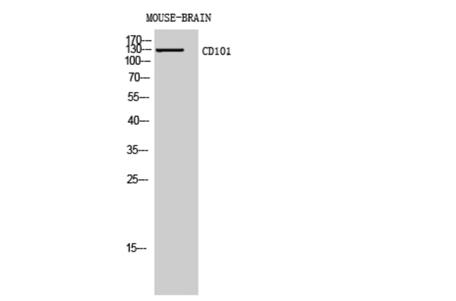 Western blot - CD101 Polyclonal Antibody from Signalway Antibody (41965) - Antibodies.com