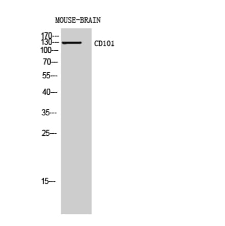 Western blot - CD101 Polyclonal Antibody from Signalway Antibody (41965) - Antibodies.com