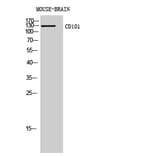 Western blot - CD101 Polyclonal Antibody from Signalway Antibody (41965) - Antibodies.com