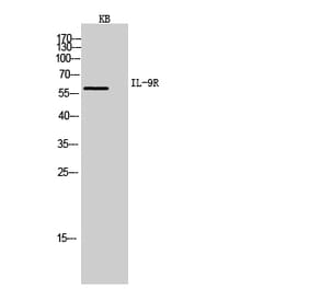 Western blot - IL-9R Polyclonal Antibody from Signalway Antibody (41971) - Antibodies.com
