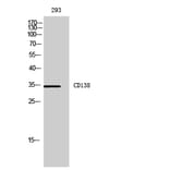 Western blot - CD138 Polyclonal Antibody from Signalway Antibody (41975) - Antibodies.com