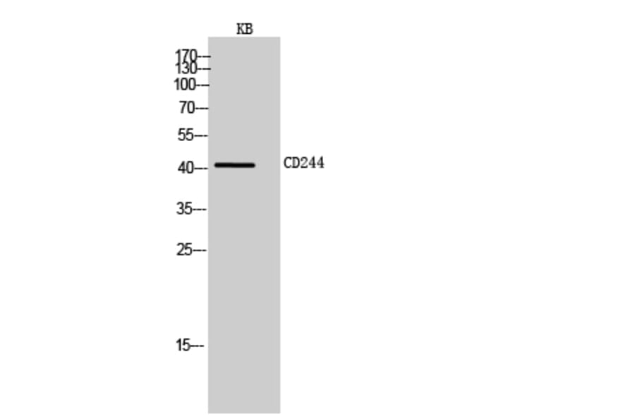 Western blot - CD244 Polyclonal Antibody from Signalway Antibody (41980) - Antibodies.com