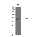 Western blot - CD244 Polyclonal Antibody from Signalway Antibody (41980) - Antibodies.com