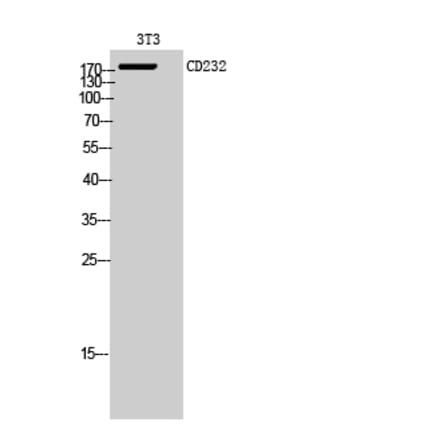 Western blot - CD232 Polyclonal Antibody from Signalway Antibody (41991) - Antibodies.com