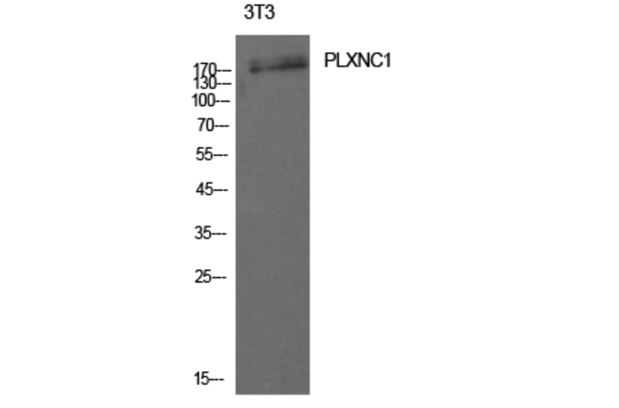 Western blot - CD232 Polyclonal Antibody from Signalway Antibody (41991) - Antibodies.com